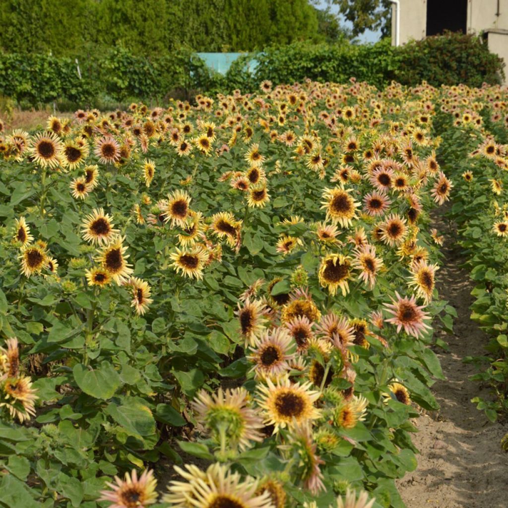 Girasole ornamentale Astra Rose (semi)