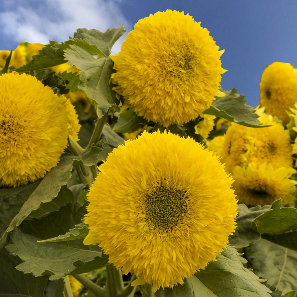 Girasole Gummy Bear