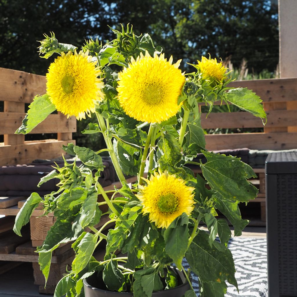 Girasole Gummy Bear