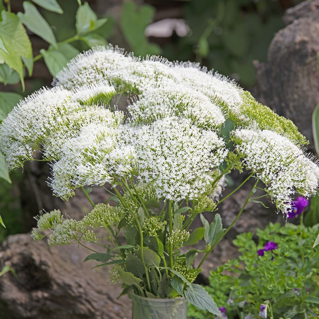 Trachelium caeruleum White Knight - Trachelio coltivato