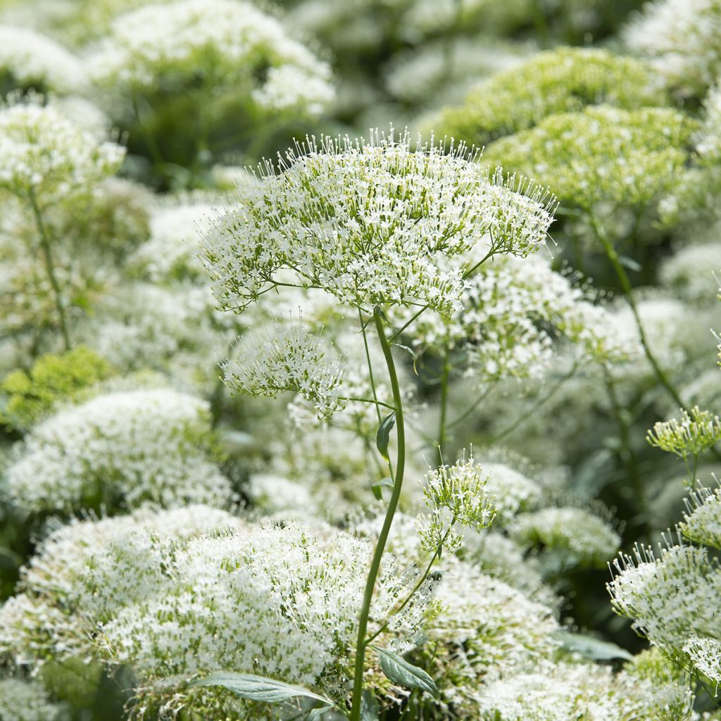 Trachelium caeruleum White Knight - Trachelio coltivato