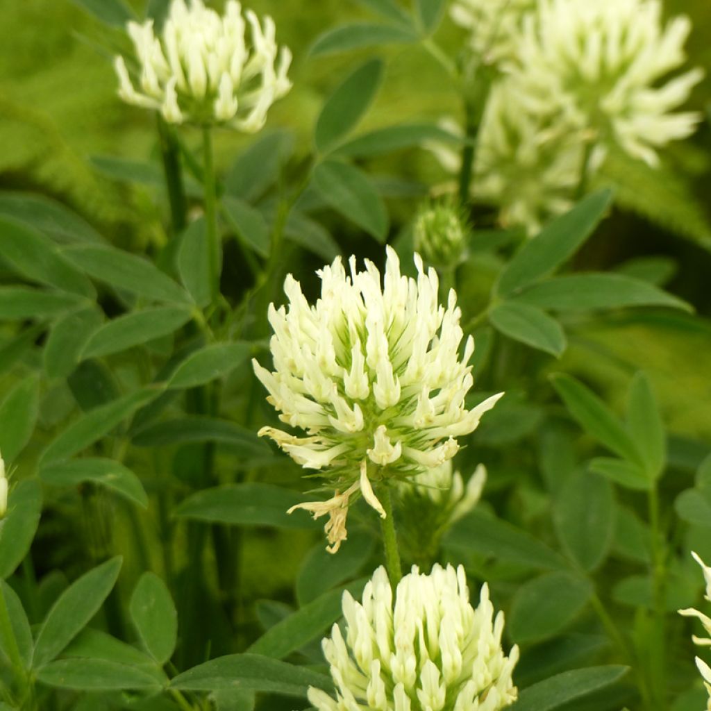 Trifolium ochroleucon - Trifoglio bianco giallo (semi)