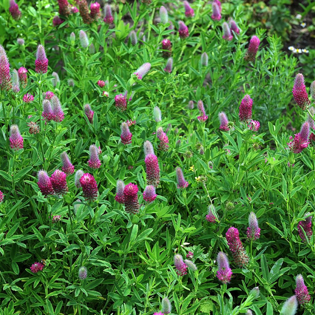 Trifolium rubens (semi) - Trifoglio rosseggiante