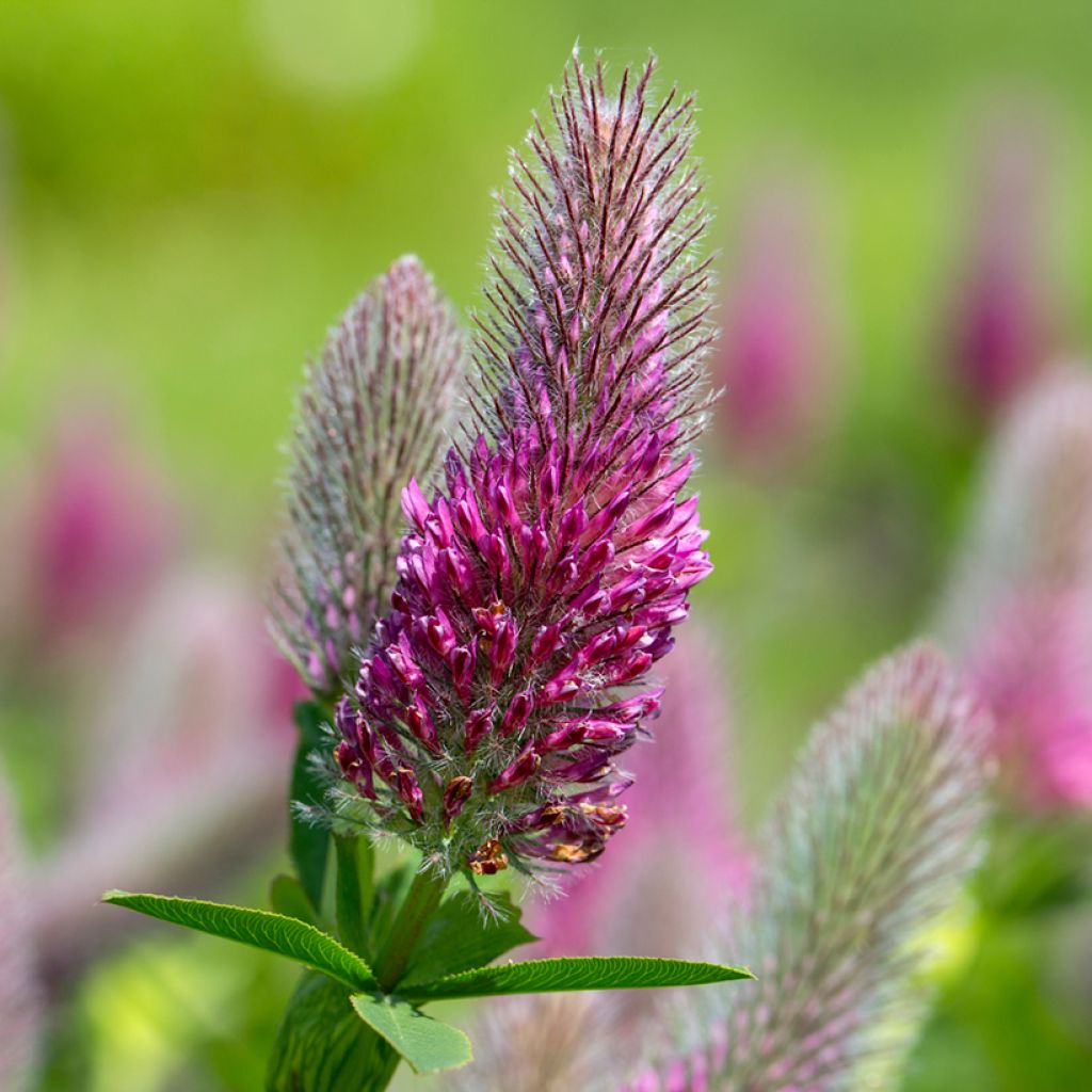 Trifolium rubens (semi) - Trifoglio rosseggiante