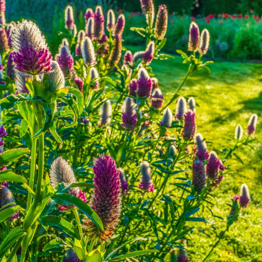 Trifolium rubens (semi) - Trifoglio rosseggiante