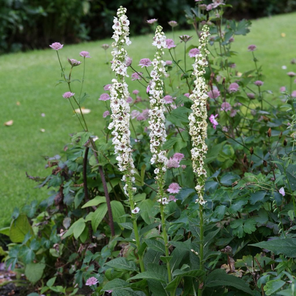 Verbascum chaixii Album (semi) - Verbasco di Chaix