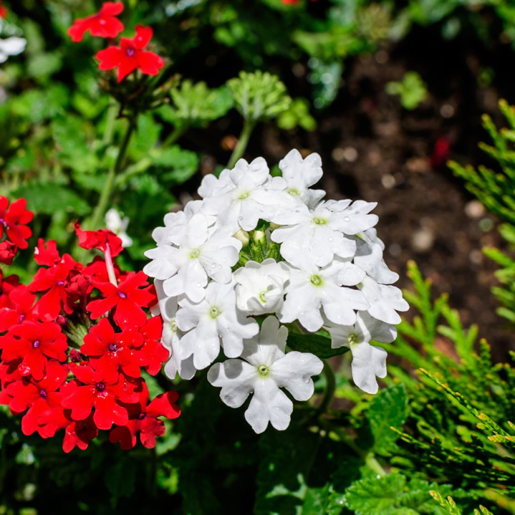 Verbena hybrida Scentsation White (semi)