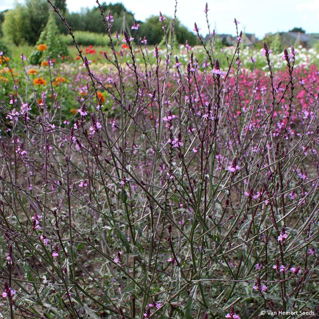 Verbena officinalis Bampton (semi) - Verbena comune