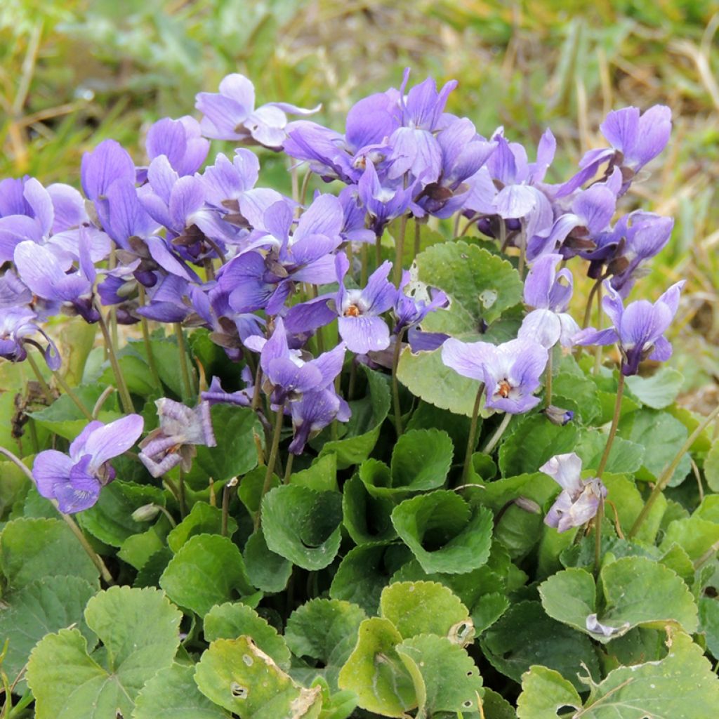 Viola mammola (semi)