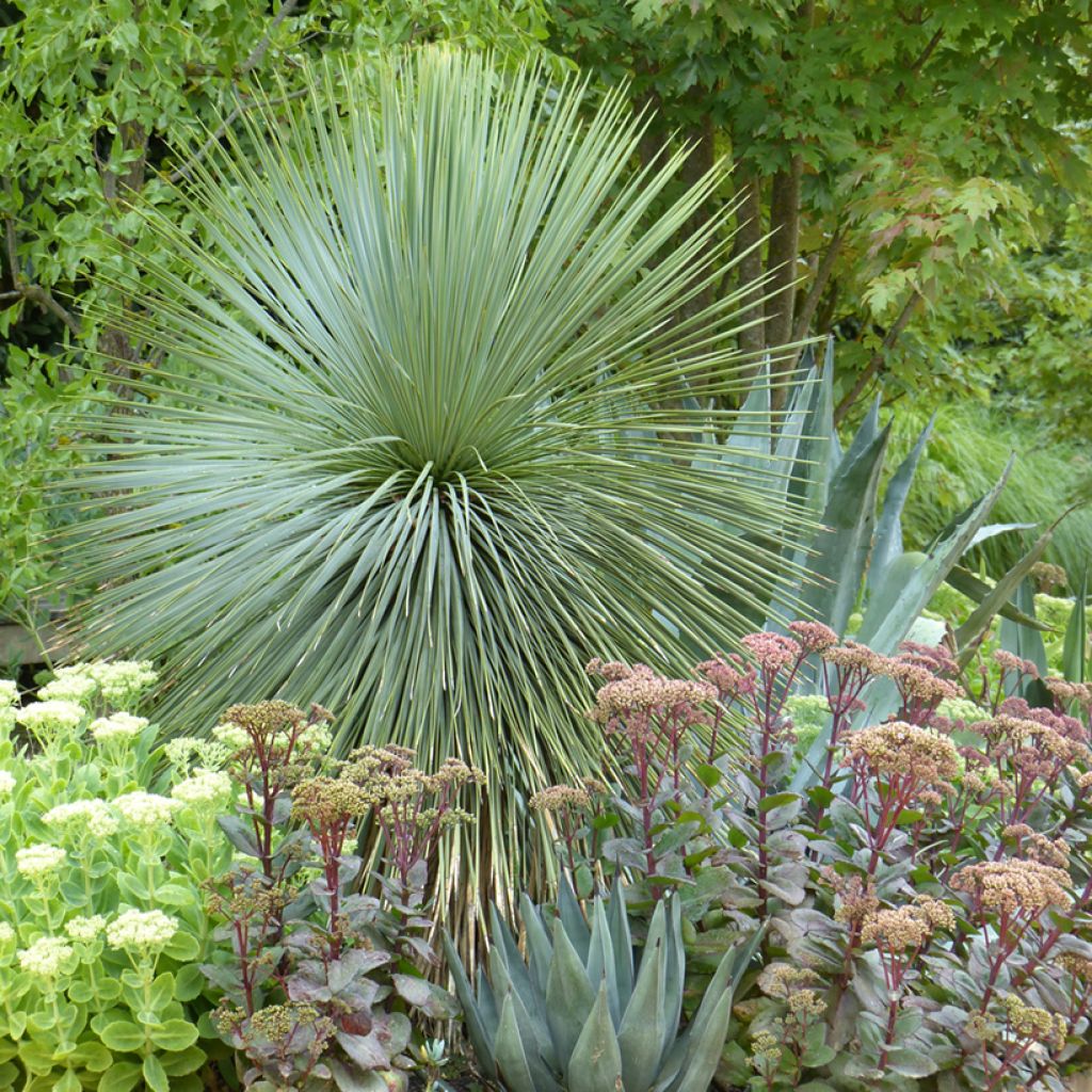 Yucca rostrata (semi)