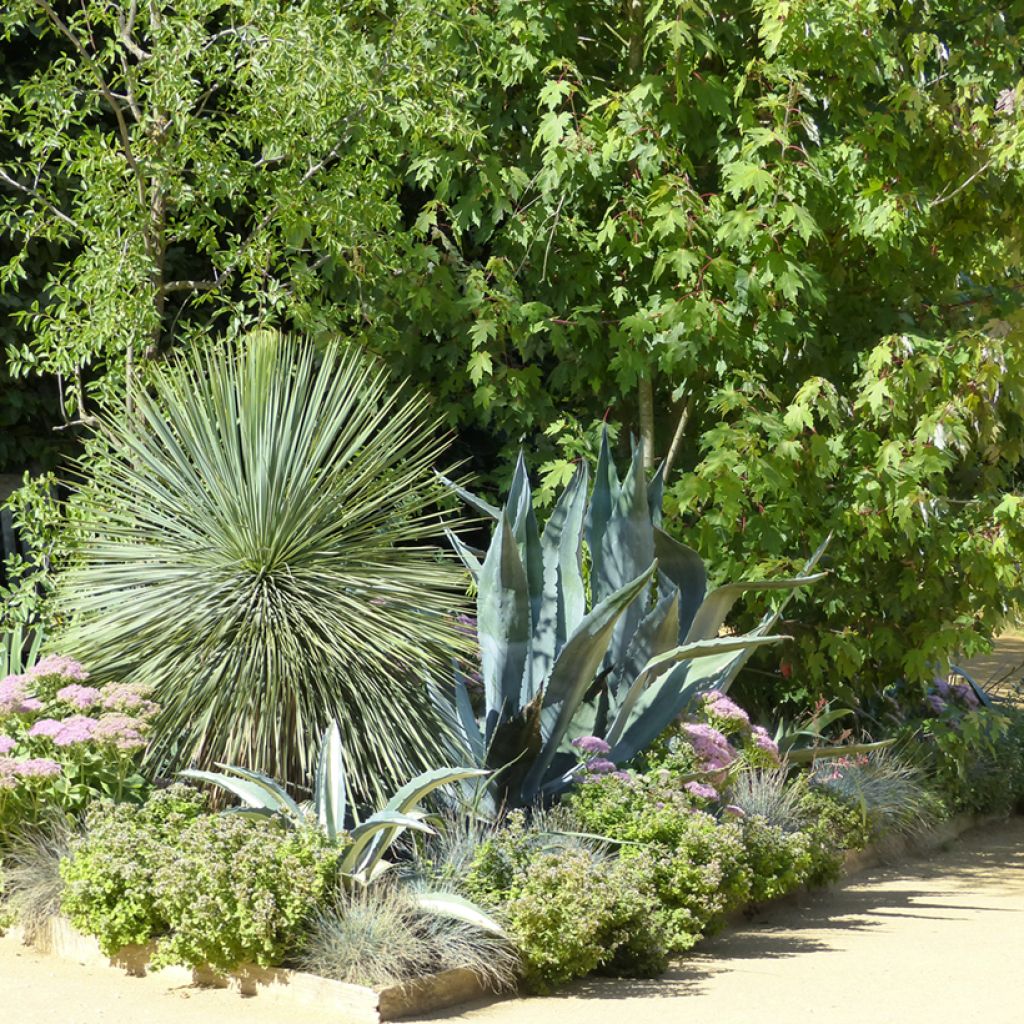 Yucca rostrata (semi)