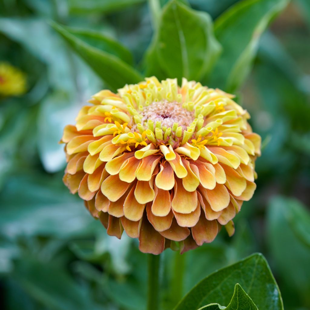 Zinnia Queeny Lemon Peach