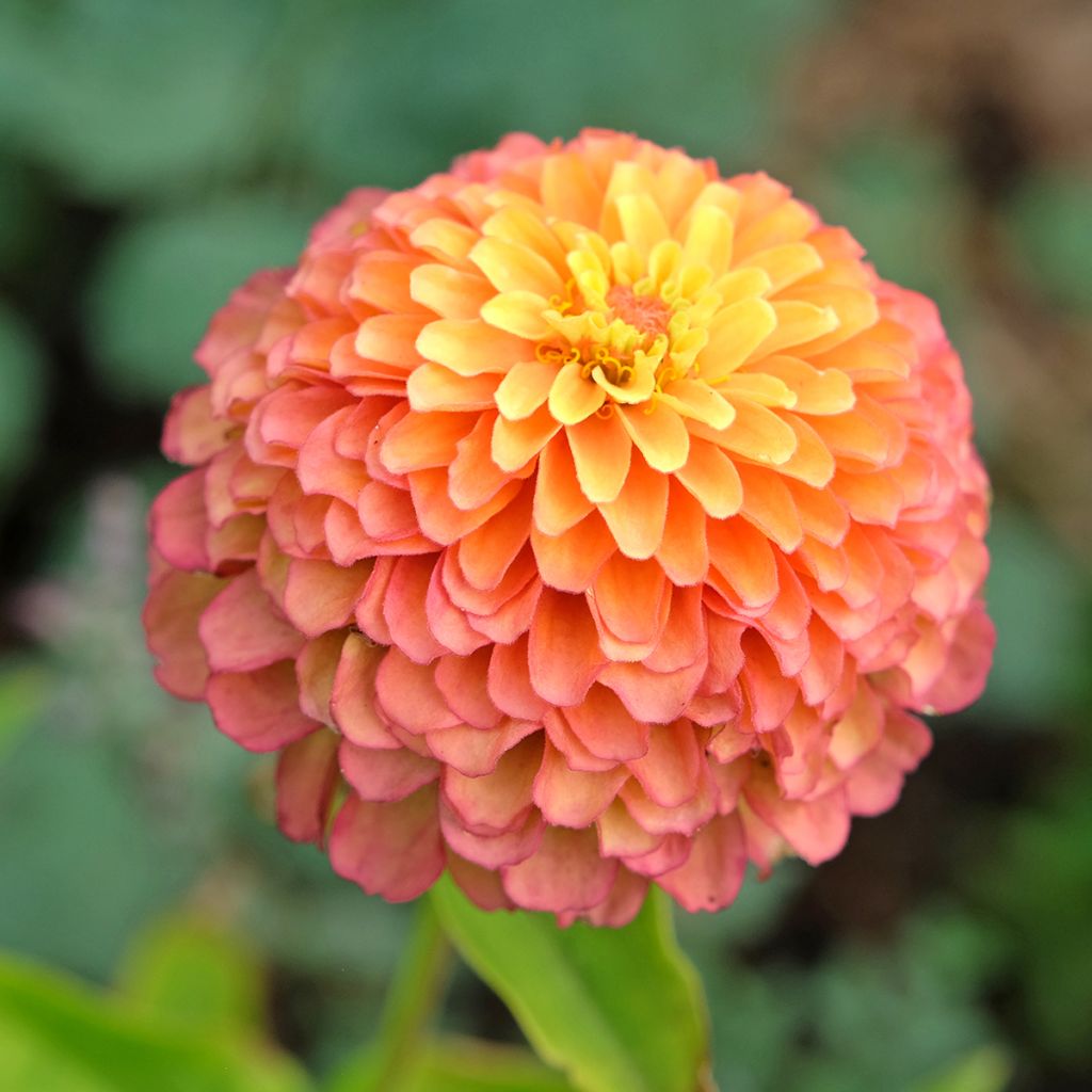 Zinnia Queen Lime Orange