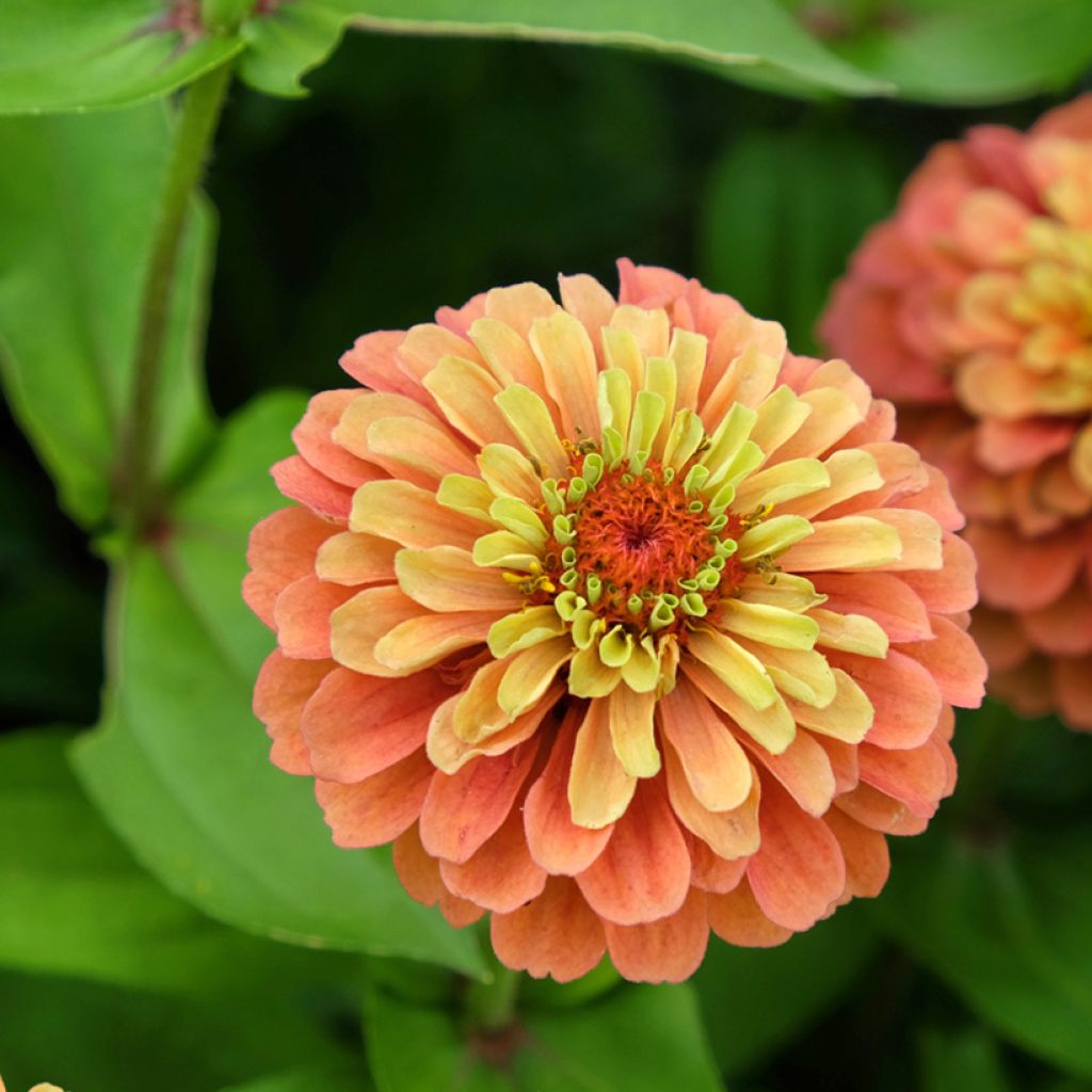 Zinnia Queen Lime Orange