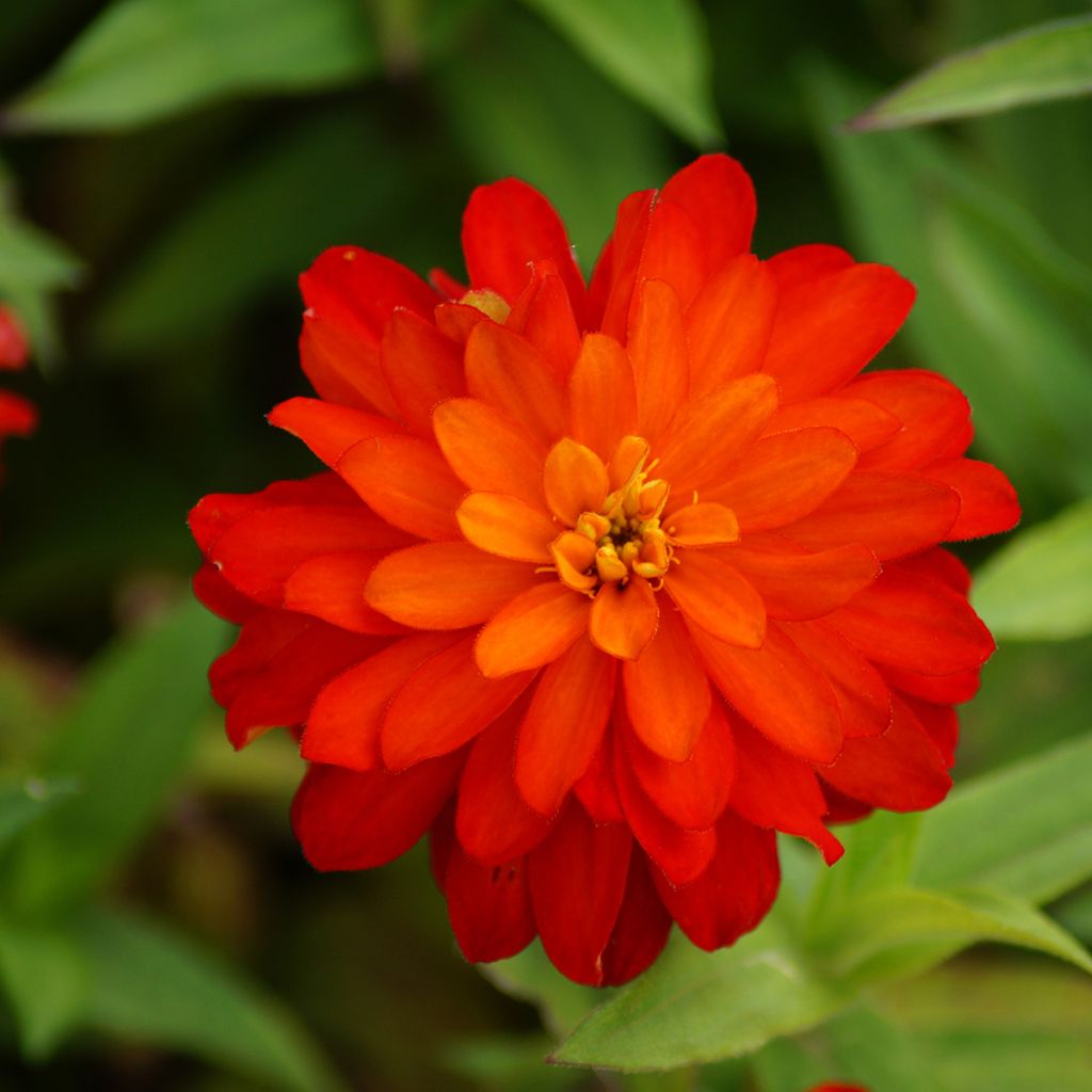 Graines de Zinnia du Maryland Zahara F1 Double Mix  