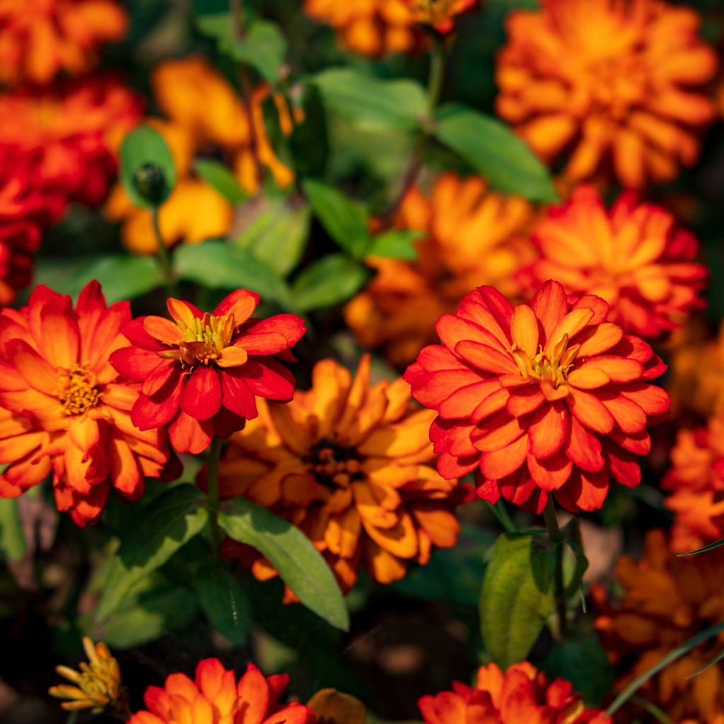 Graines de Zinnia du Maryland Zahara F1 Double Mix  