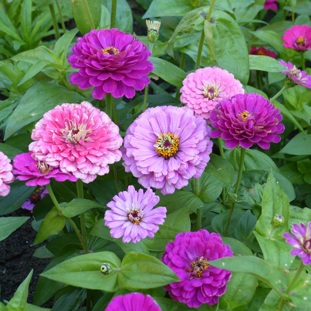 Zinnia Art Deco