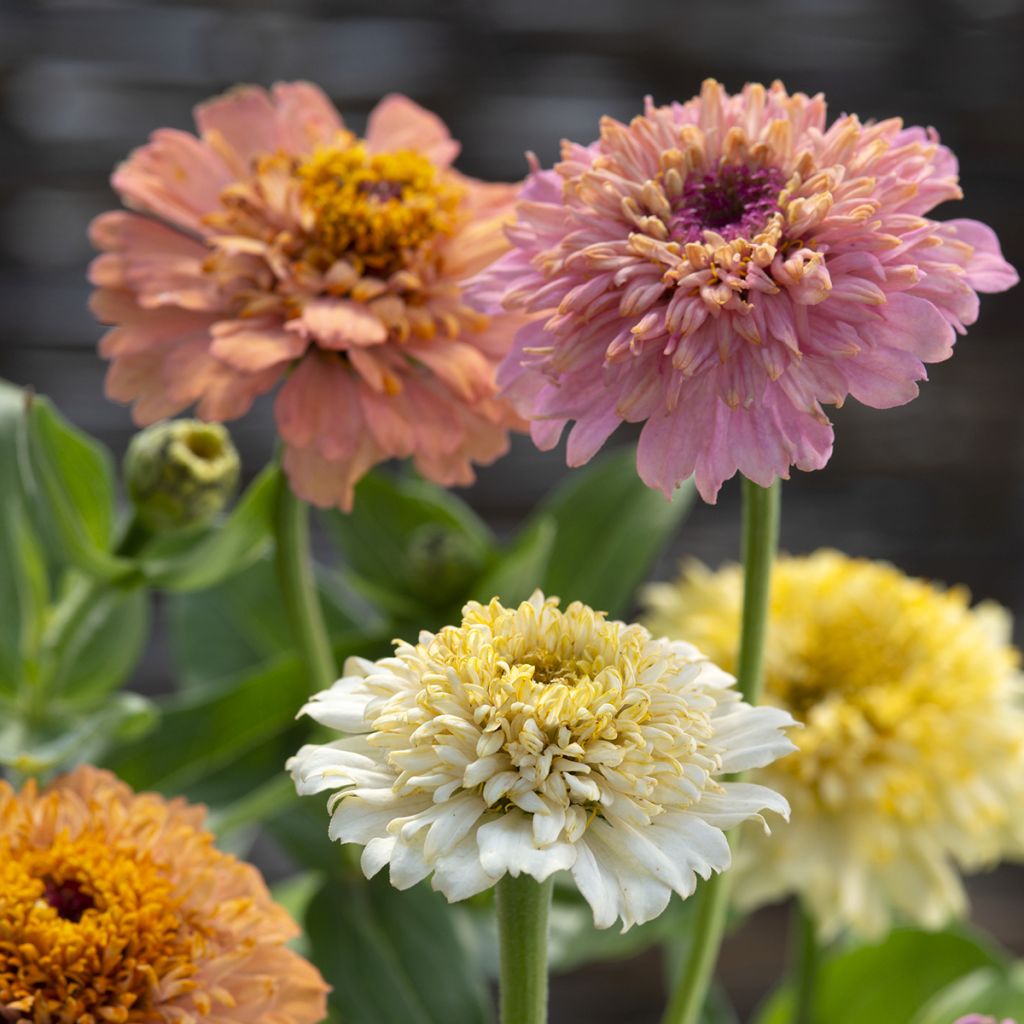 Zinnia Cresto! Peaches and Cream