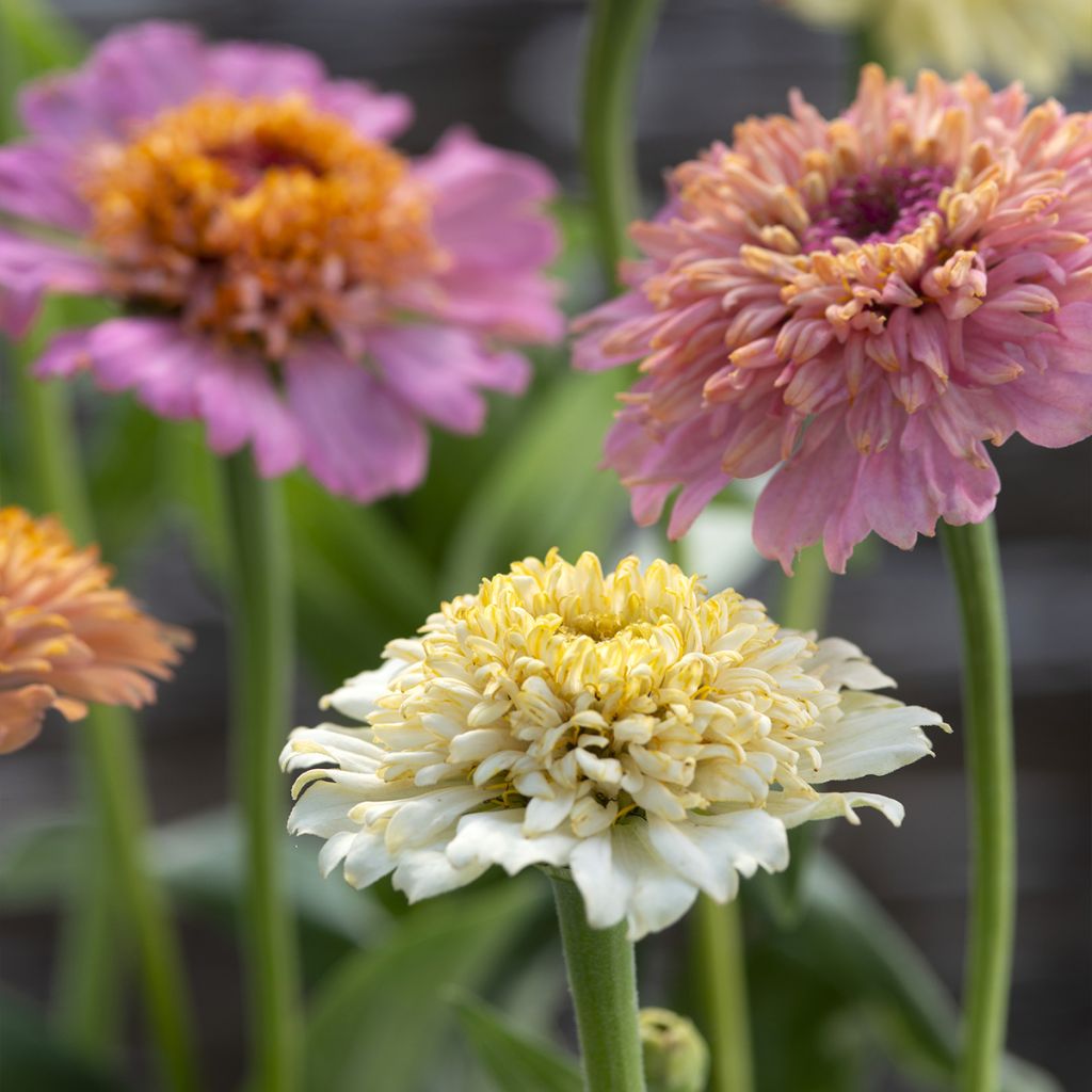 Zinnia Cresto! Peaches and Cream