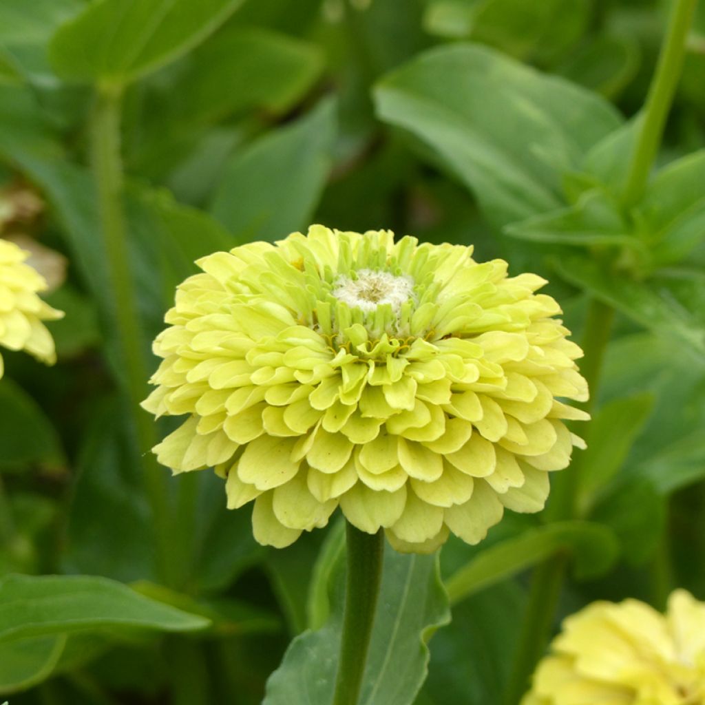 Zinnia Envy Double