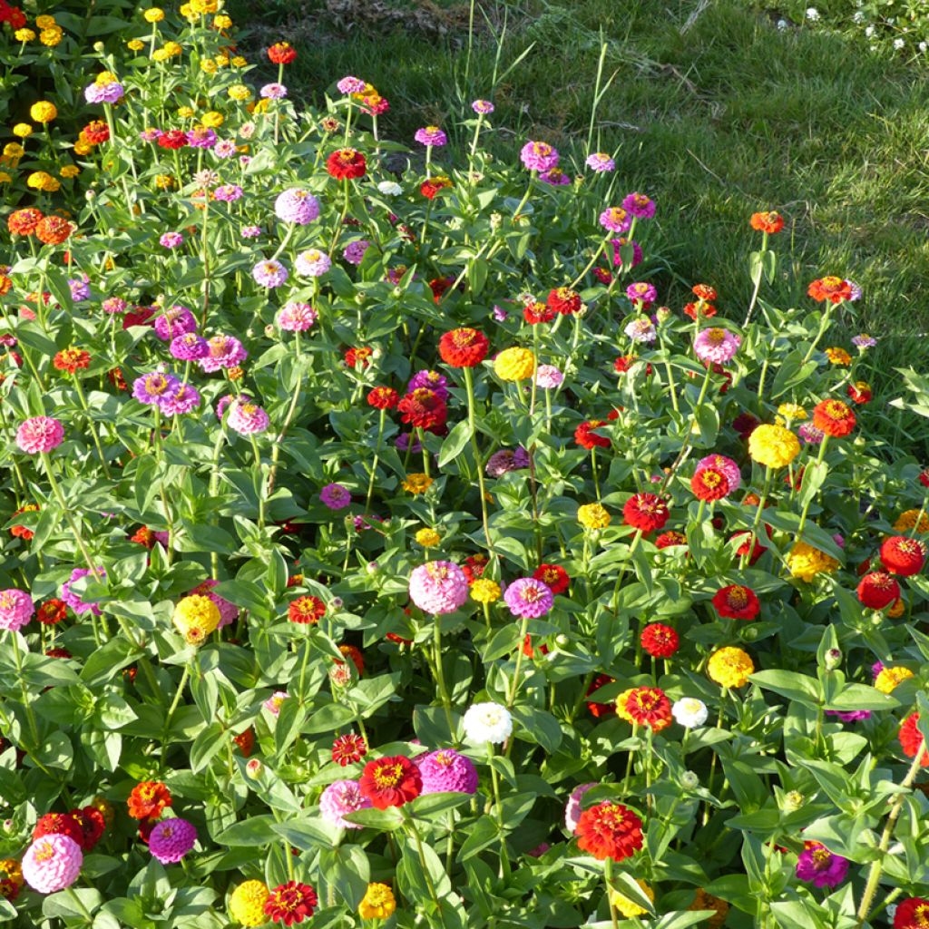 Zinnia Lilliput Mix