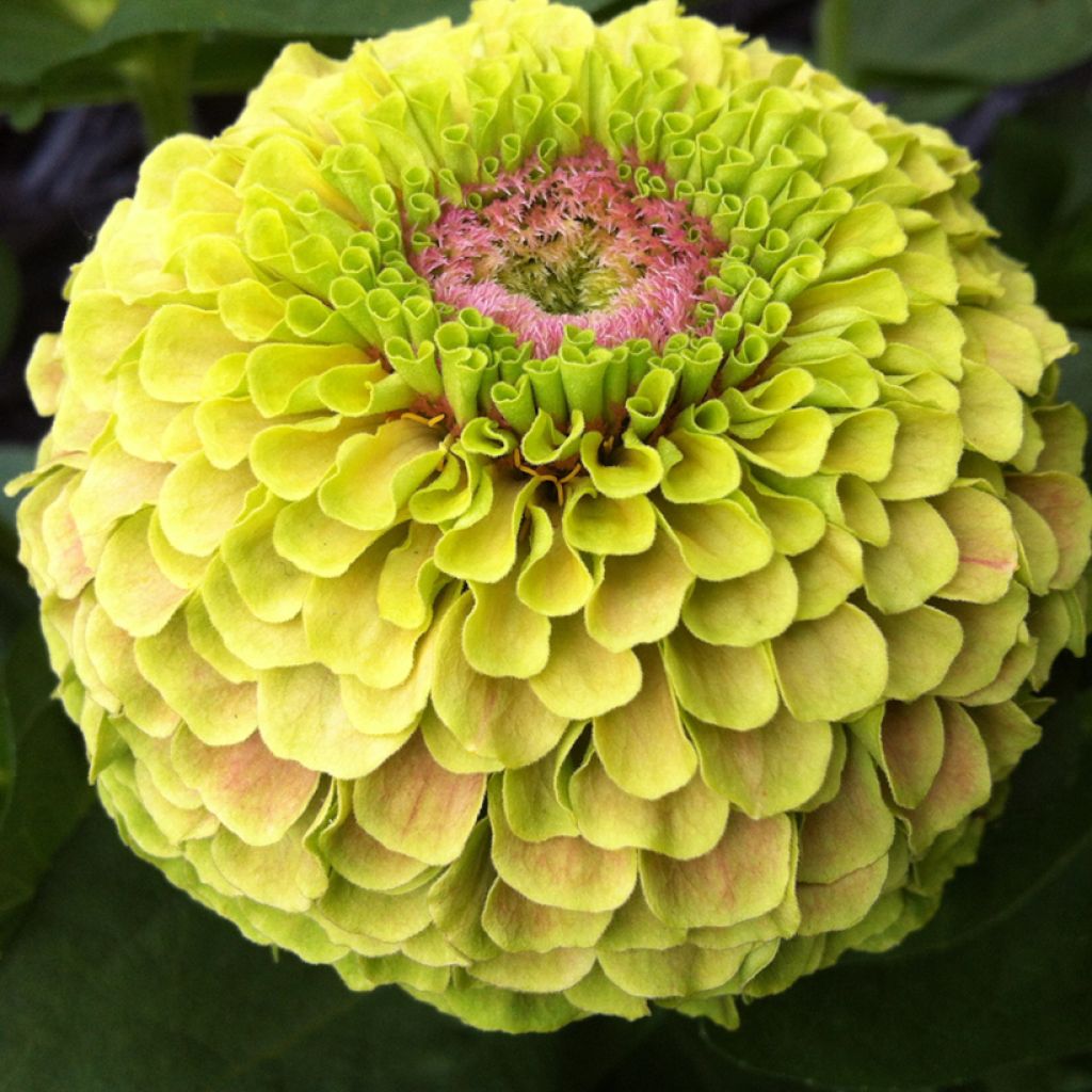 Zinnia Queen Lime with Blotch