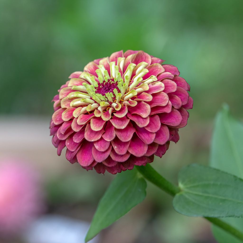 Zinnia Queen Red Lime