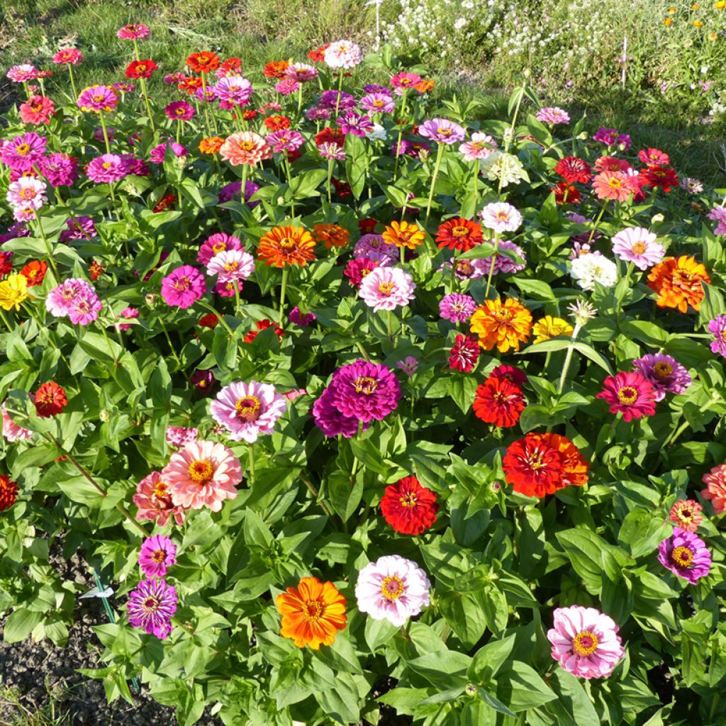 Zinnia Dahlia Mix