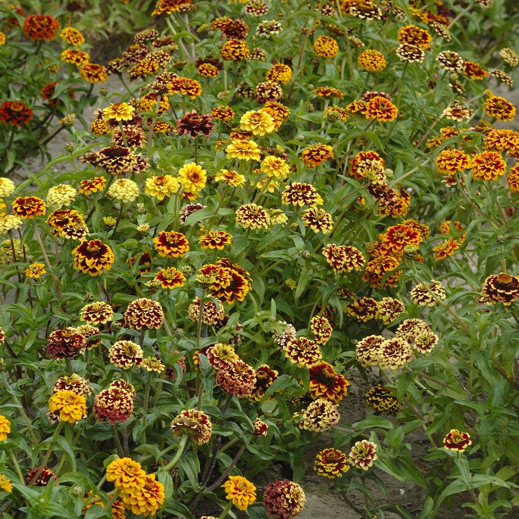 Zinnia Jazzy Mix