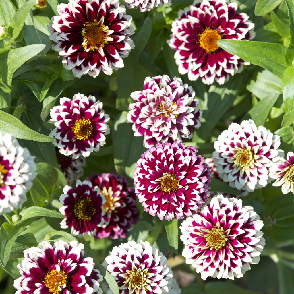 Zinnia Jazzy Red