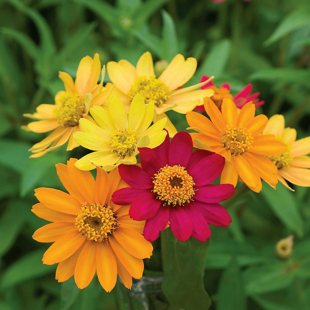 Zinnia Pinwheel Mix