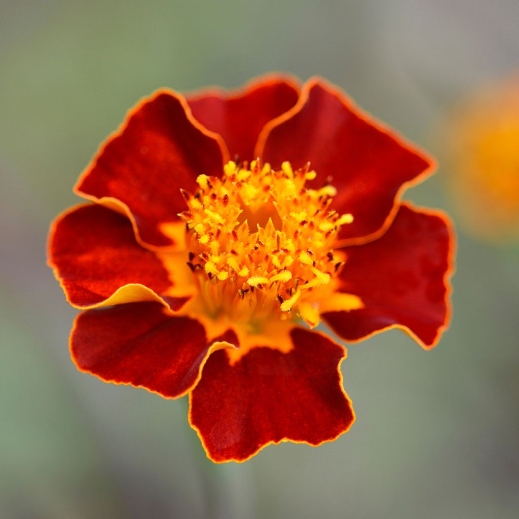 Tagetes linnaeus Burning Embers - Tagete