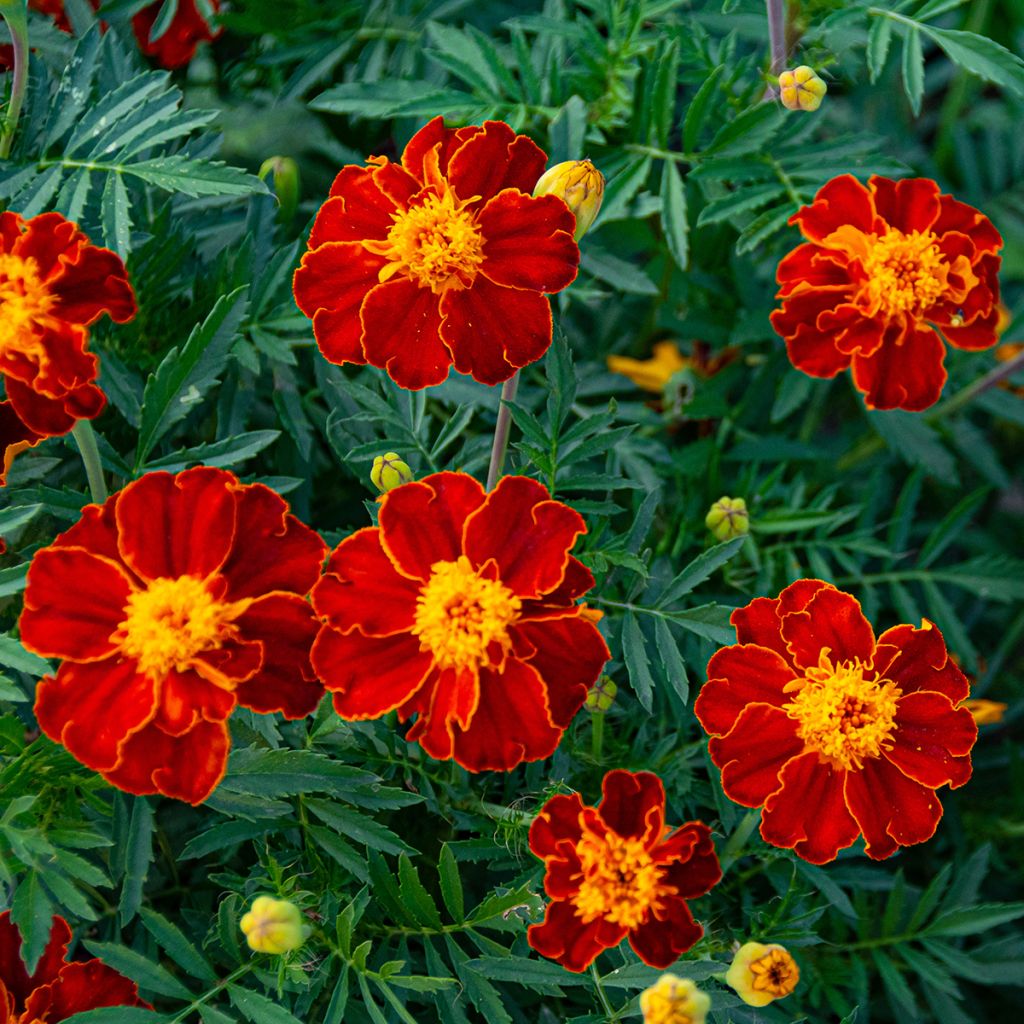 Tagetes linnaeus Burning Embers - Tagete