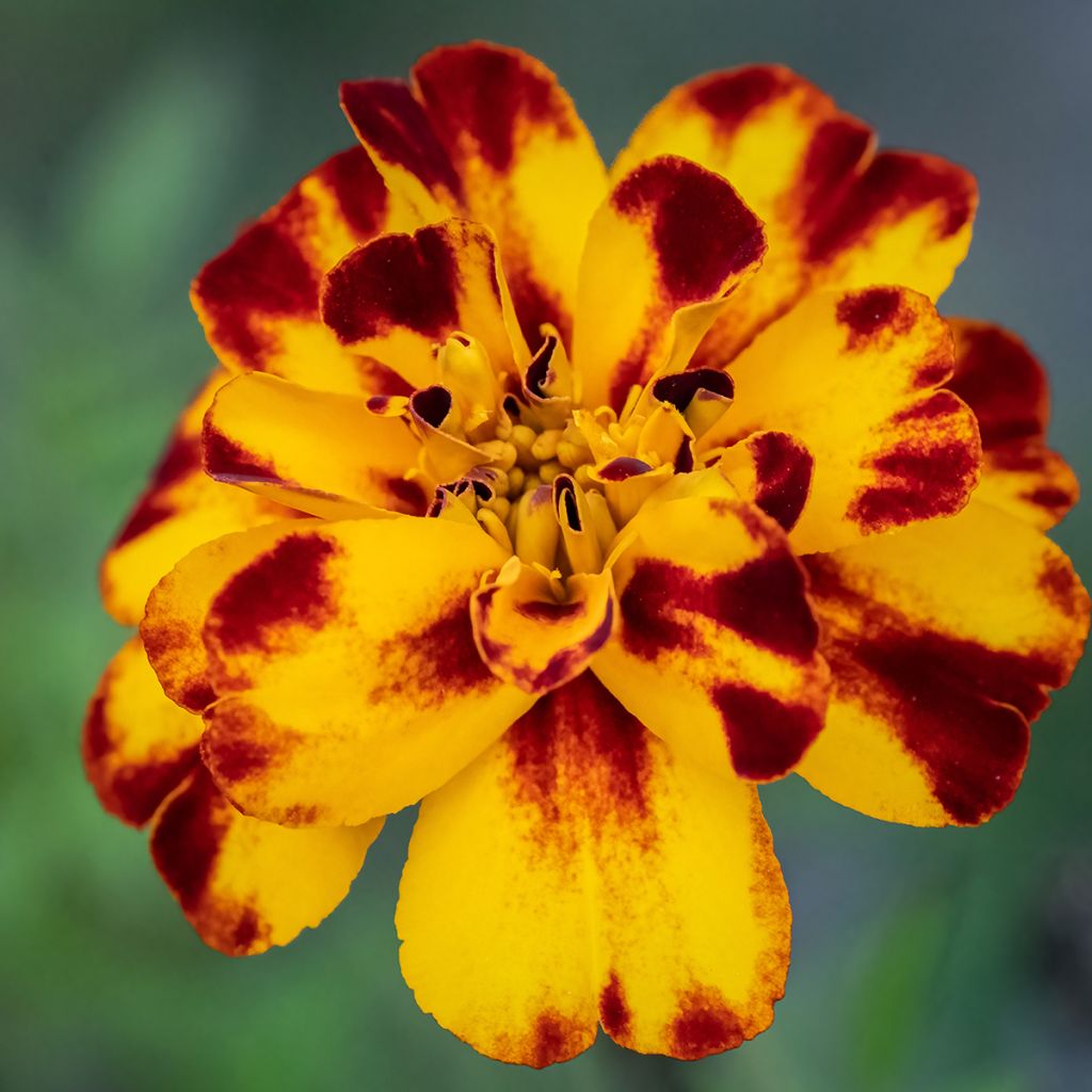 Tagetes patula Alumia Crème Brulee - Tagete