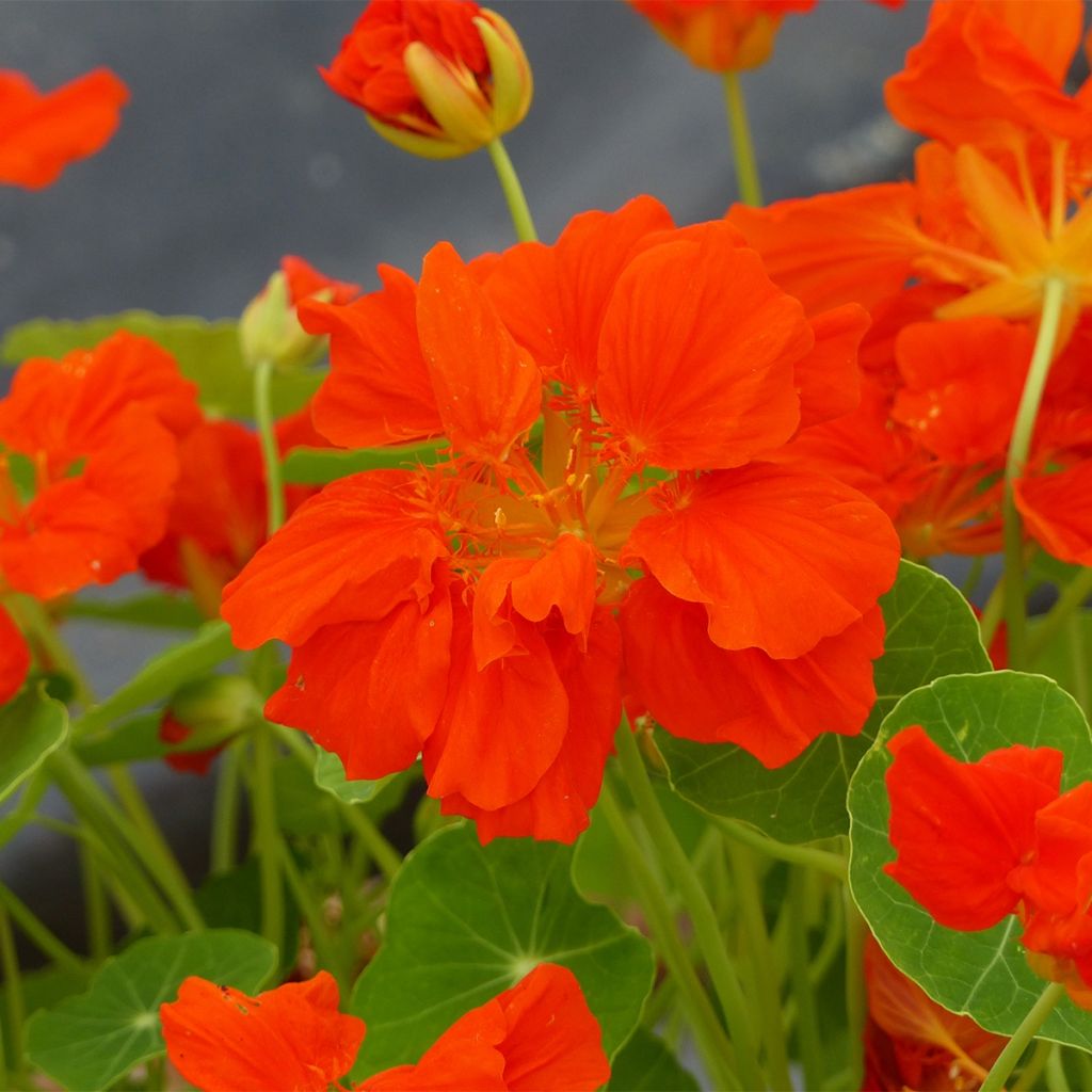 Graines de Capucine naine Whirlybird Orange