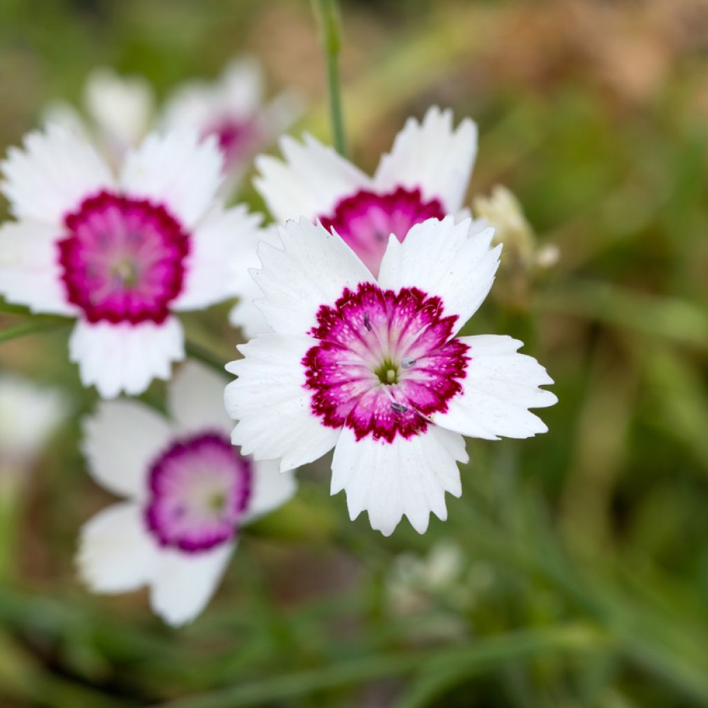 Dianthus deltoides Arctic Fire (semi) - Garofanino minore