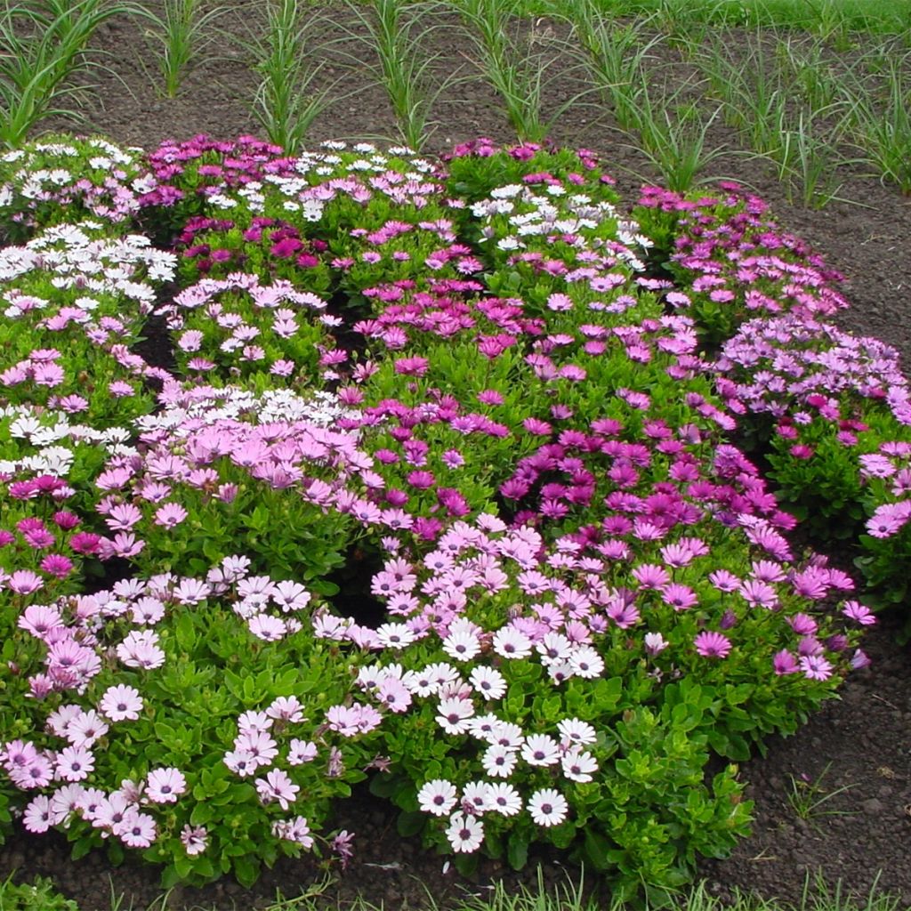 Graines d'Osteospermum Passion Mixed - Marguerite du Cap