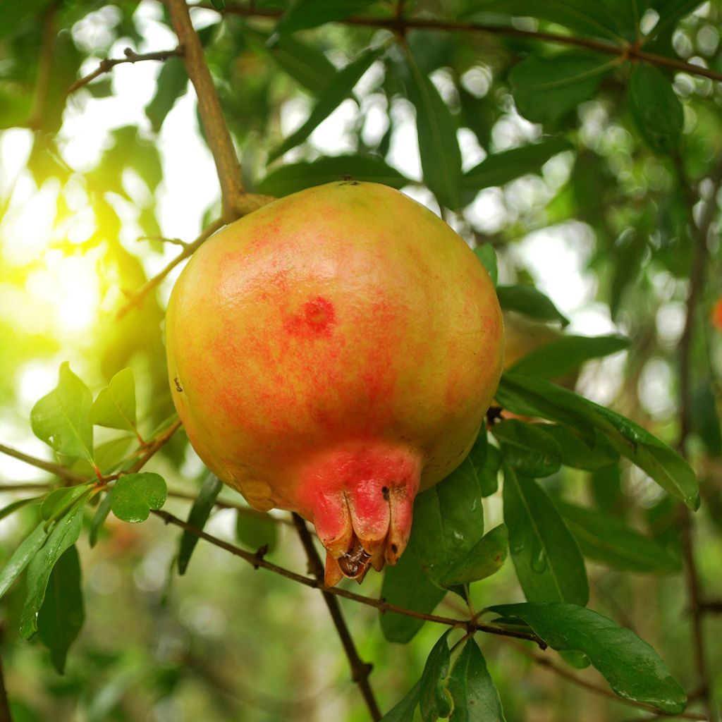 Melograno Mollar de Elche - Punica granatum