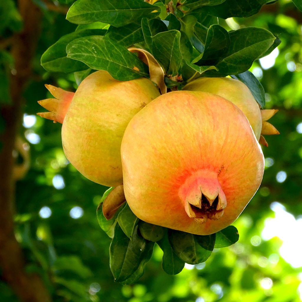 Melograno Mollar de Elche - Punica granatum