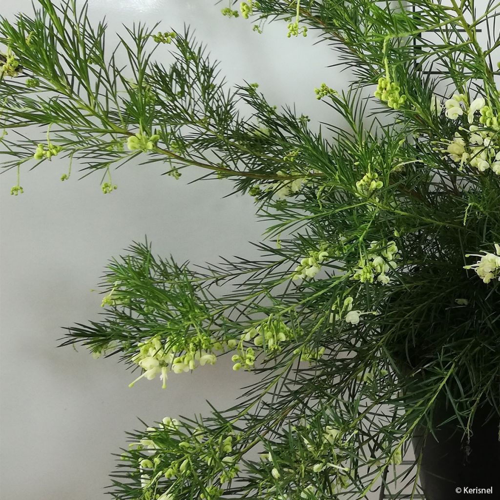 Grevillea gracilis Alba