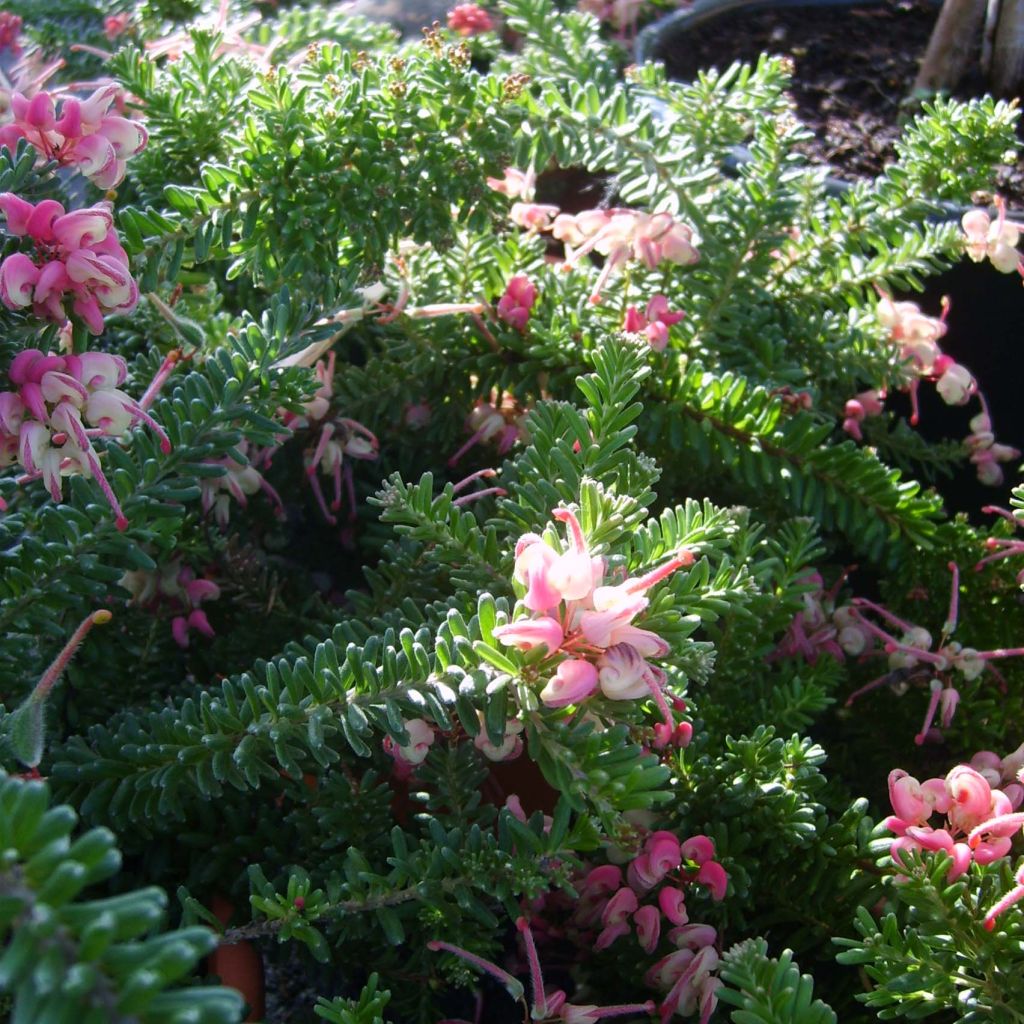 Grevillea lanigera Mount Tamboritha - Grévilléa laineux.