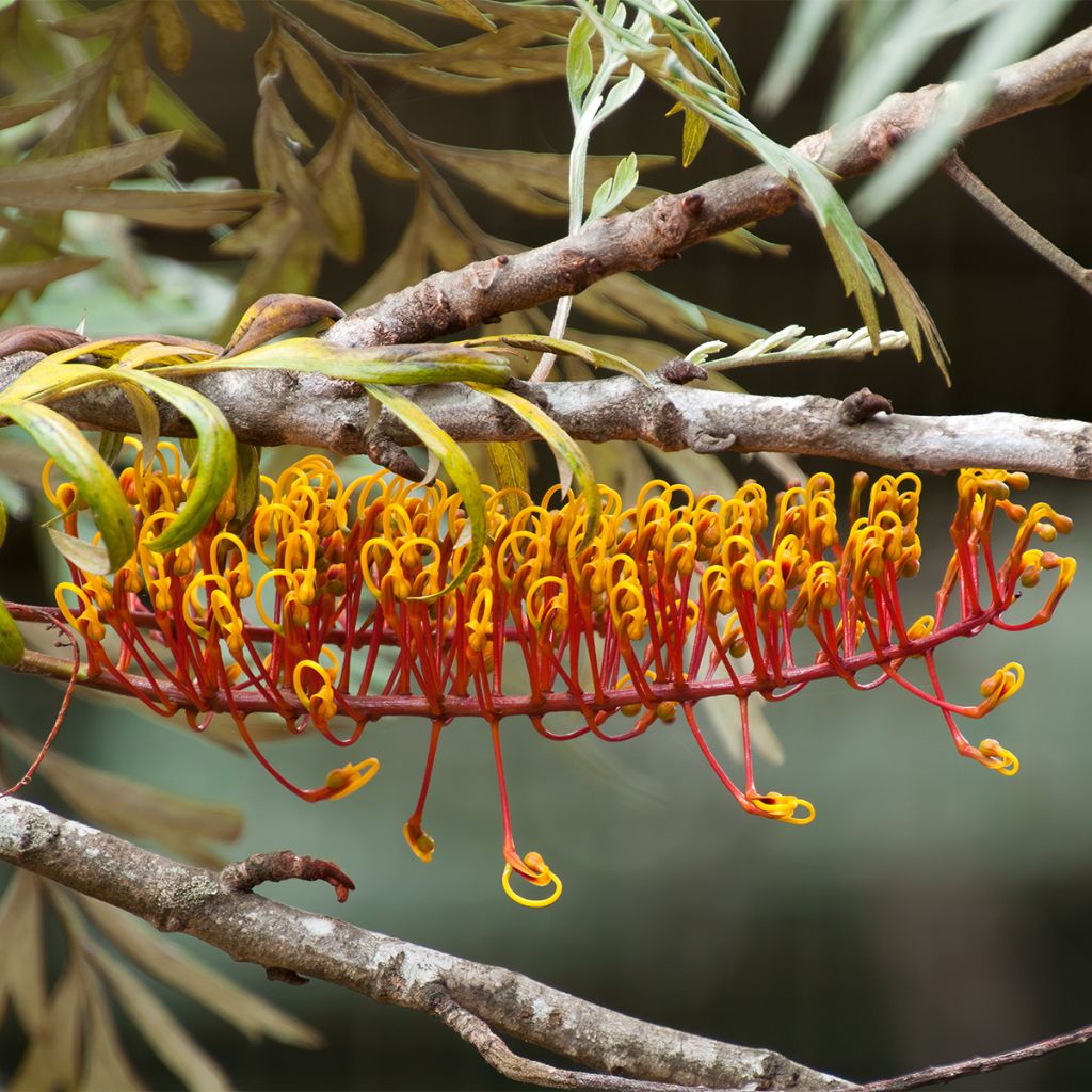 Grevillea robusta - Grévillier