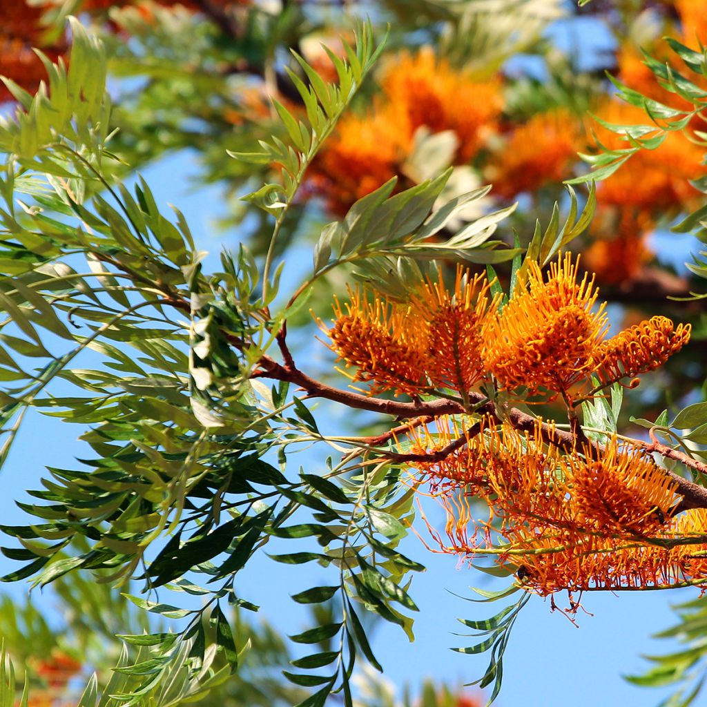 Grevillea robusta - Grévillier