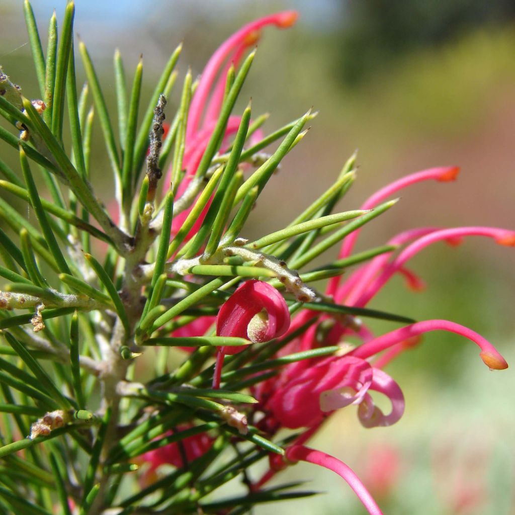 Grevillea rosmarinifolia - Grévilléa à feuilles de romarin