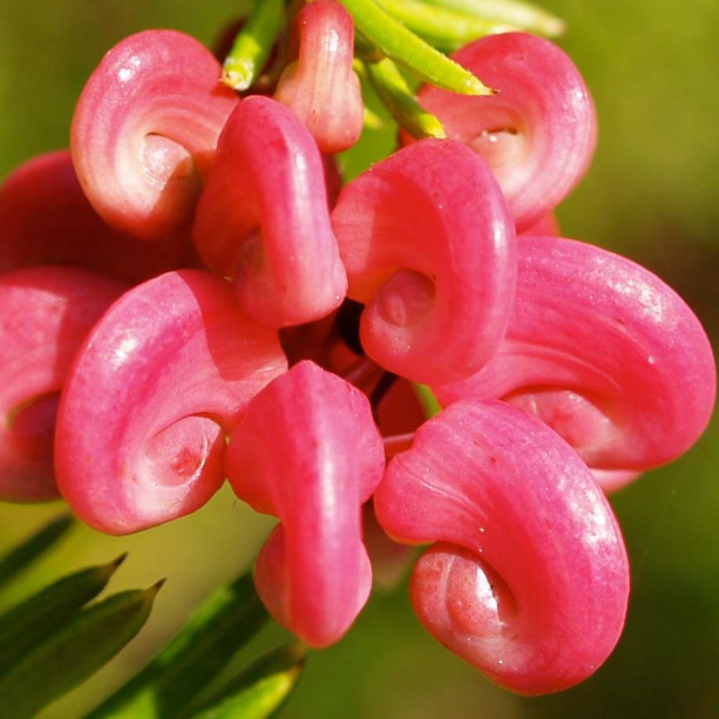 Grevillea rosmarinifolia - Grévilléa à feuilles de romarin