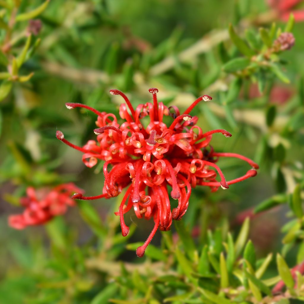 Grevillea rosmarinifolia Clearview David