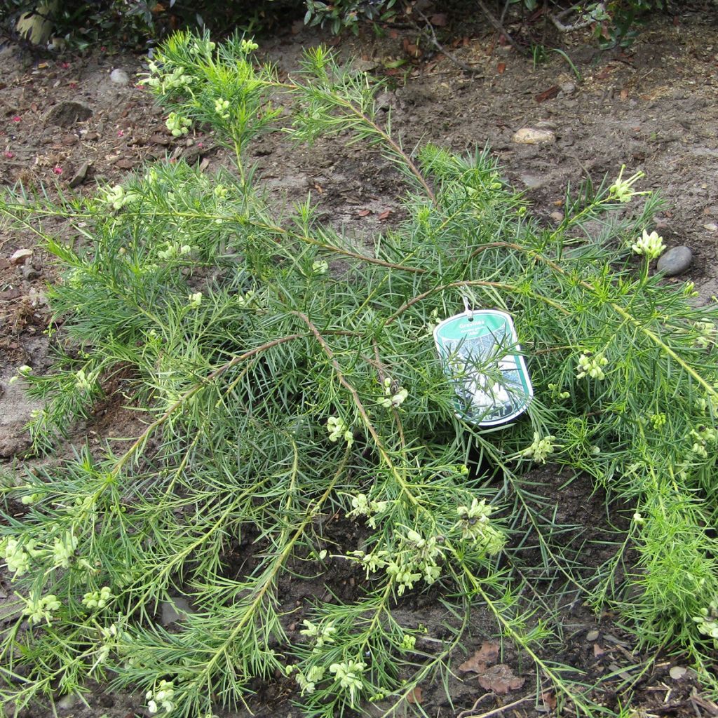 Grevillea gracilis Alba