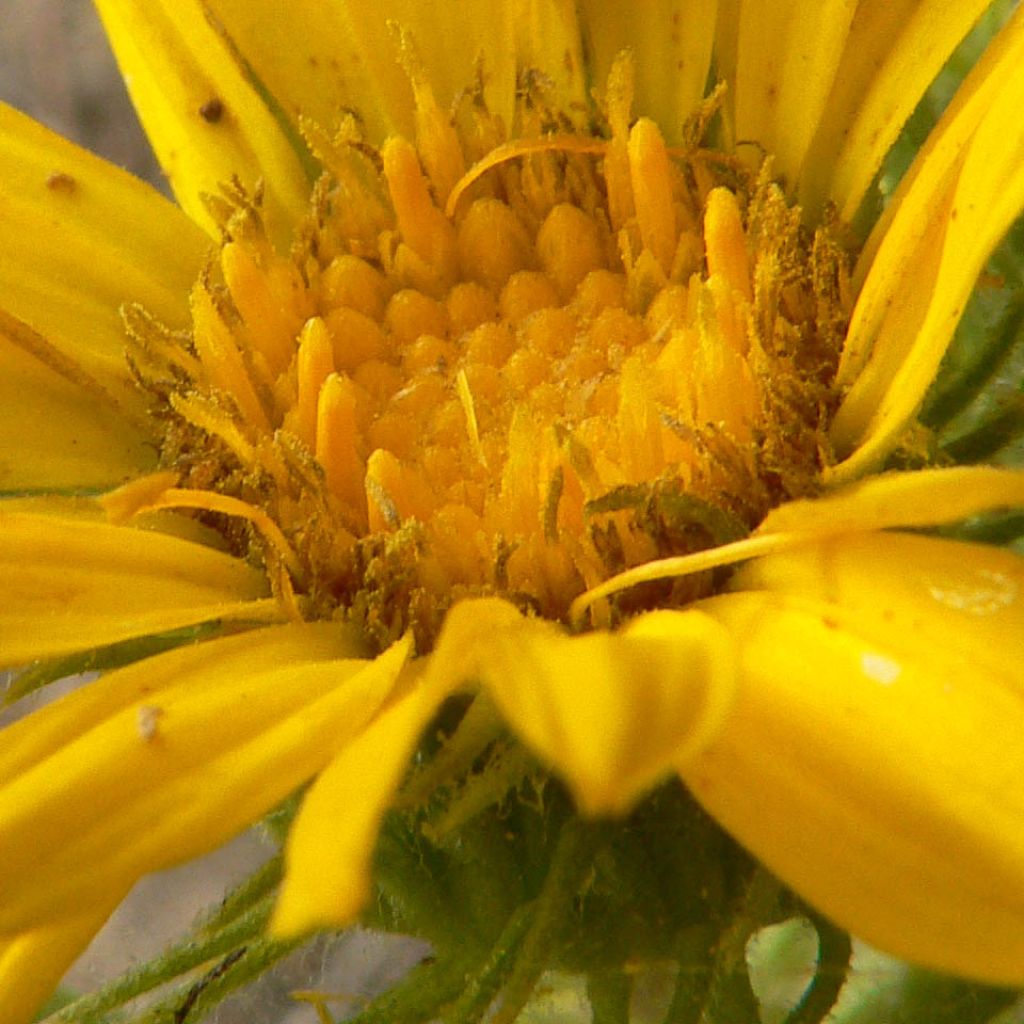 Grindelia integrifolia