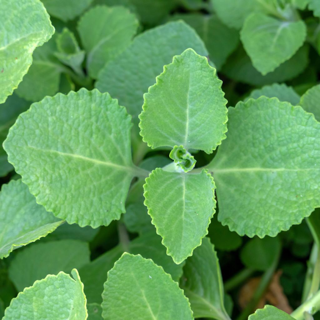 Plectranthus fragrantissimum amboinicus - Origano cubano