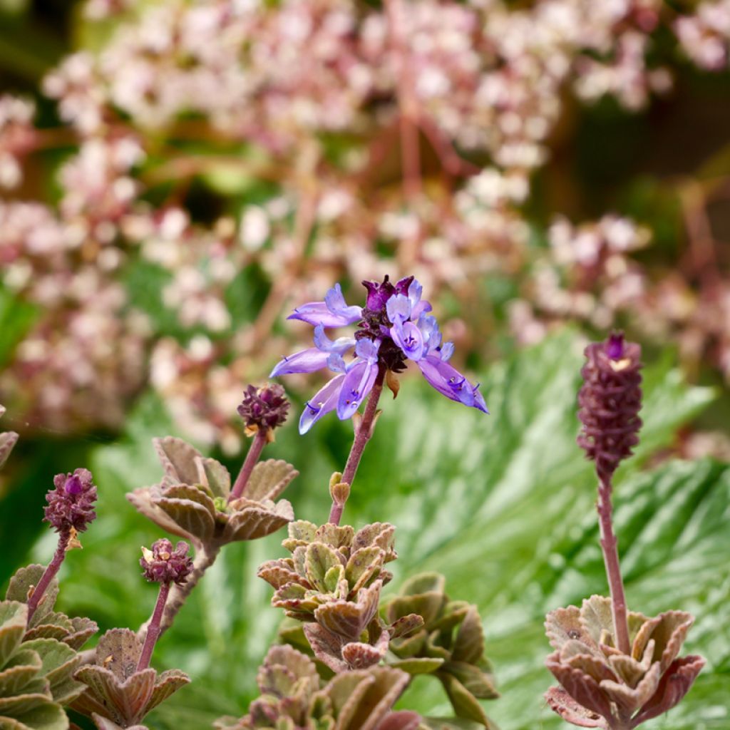 Plectranthus fragrantissimum amboinicus - Origano cubano